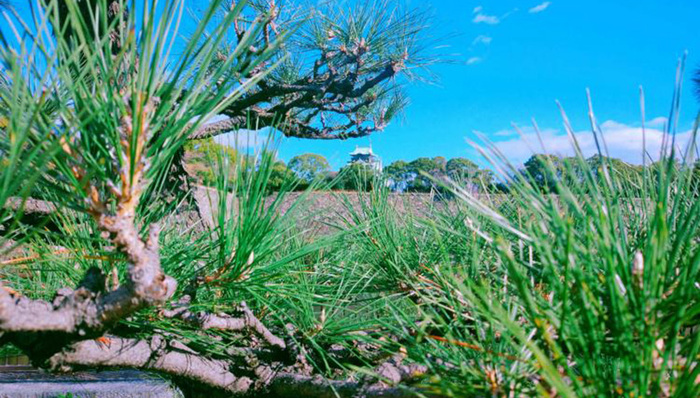 广东省林业局部署清明森林防火工作