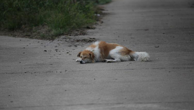 新兴宠物安葬在佛山走俏，宠物墓地价格高昂监管滞后