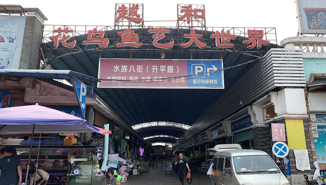 6月前芳村花鸟鱼虫市场要搬迁？管理方称仅少数商户要搬