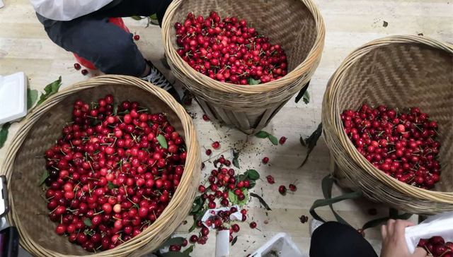 冷链物流助力果农 ，揽收三天卖出上千斤车厘子