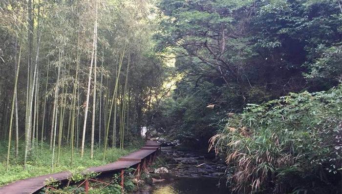 中国工程院院士把脉，泸州竹产业将加大投入提质增效发展