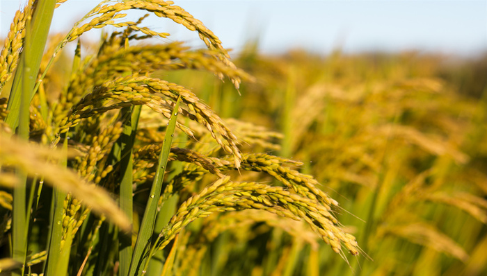 济南重振“黄河大米”，机械化示范区超2万亩