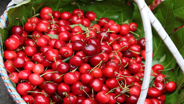 露天=靠天，今年烟台大樱桃个头偏小但优质果紧俏