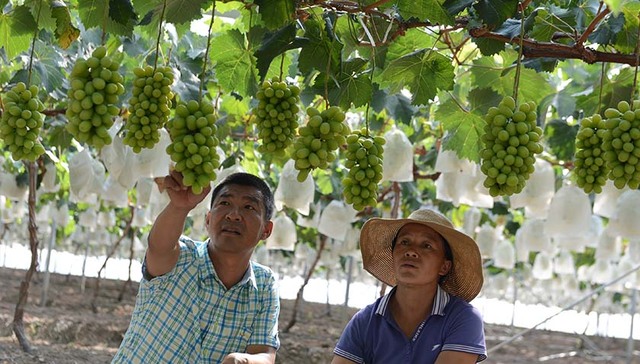 ​种植匠人吴小平，稳赚十多年，凭什么