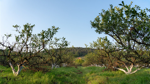 28个林业合作项目，北京世园会“山东日”尽展齐鲁风采