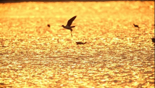 《湿地的力量》：广州首部自然类纪录片展示珠三角湿地魅力