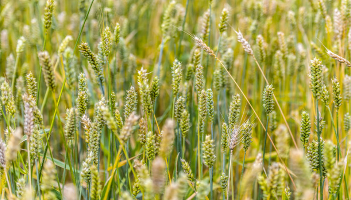 解码济南老“面粉城”：面粉曾畅销环渤海，老油坊成高新企业