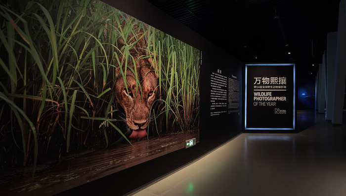“万物熙攘：第54届全球野生动物摄影展”开幕