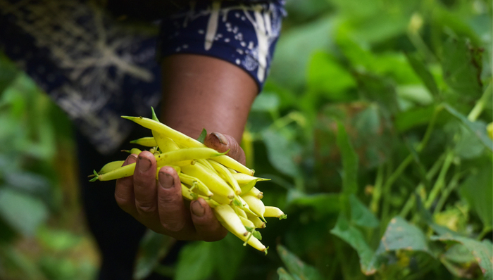 探访丹巴盒马村：被挽救的黄金荚，被改变的八科村