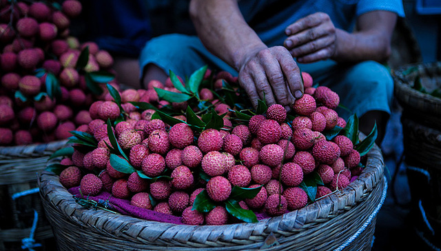 风物 | 合江有嘉木，贵妃展欢颜