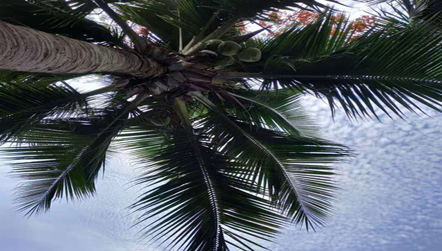 海南政府科研企业联手，产业规划目标2035年产果量26亿个