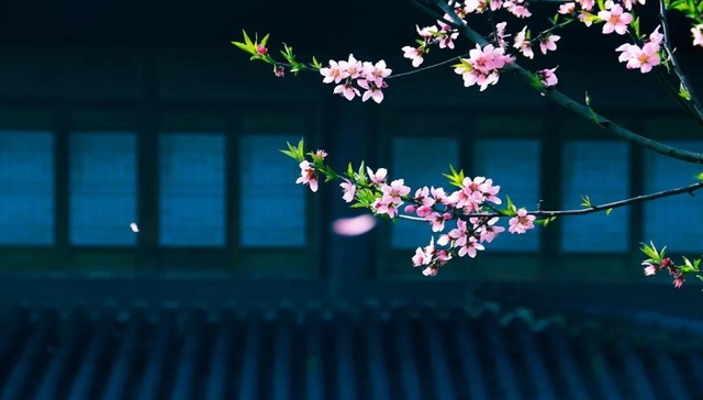 泰禾金尊府︱海棠花会，诗画相约