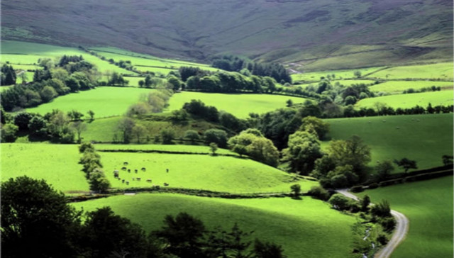 亲历草饲奶粉黄金牧场 见证蓝钻启赋瑰宝品质