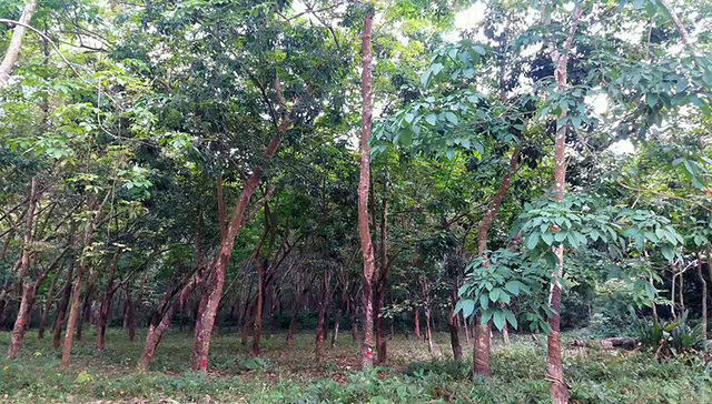 20号胶期货为橡胶企业风险管理再添利器