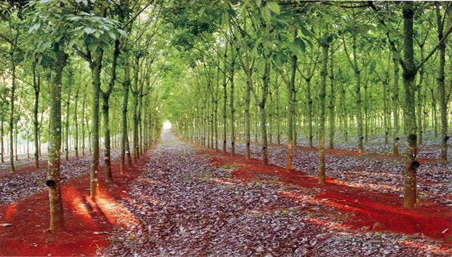 “三棵树”系列观察 丨“跌跌不休”的橡胶产业如何逆势而上？