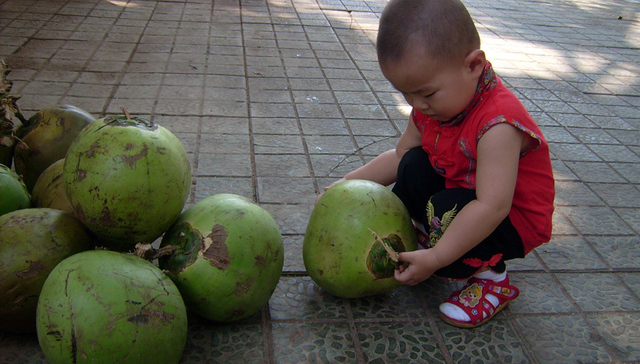 椰子产业系列观察｜10个椰子9个是进口？加工企业“喊渴”