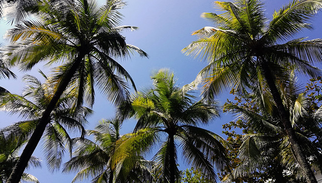 海南椰子产业如何健康成长？专家号脉开“药单”