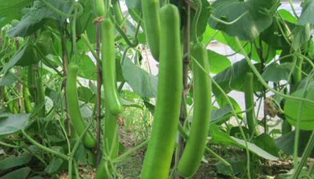 海口今年计划对冬种瓜菜集中育苗补贴500万元