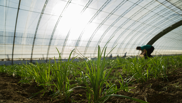 海南省力争今冬明春瓜菜种植面积300万亩