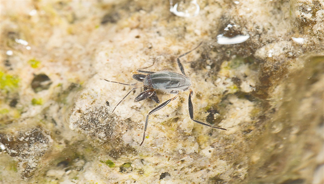 西沙群岛发现新物种羚羊礁海蝽，冷门的肉食小动物