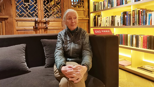 85岁黑猩猩博士珍·古道尔与她的“根与芽”