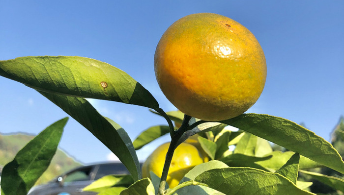 恩阳区群乐镇：沃柑走上增收路，一村带动多村富