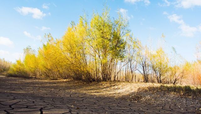 花样年、东原8930元/平竞得犀浦地块，年末土地连拍开启