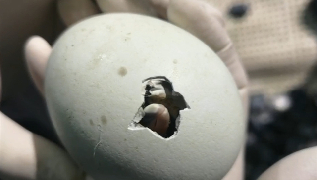 世界奇迹！双喜临门！——同一天2只企鹅宝宝诞生记