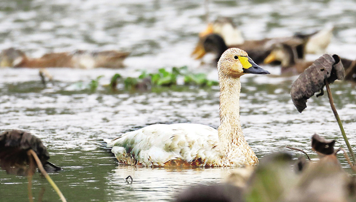 海口五源河首次发现国家二级保护动物小天鹅