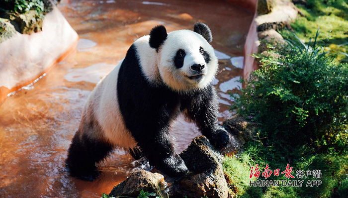海南热带野生动植物园大熊猫“贡贡”获“中国最惹人喜爱的大熊猫“金奖”