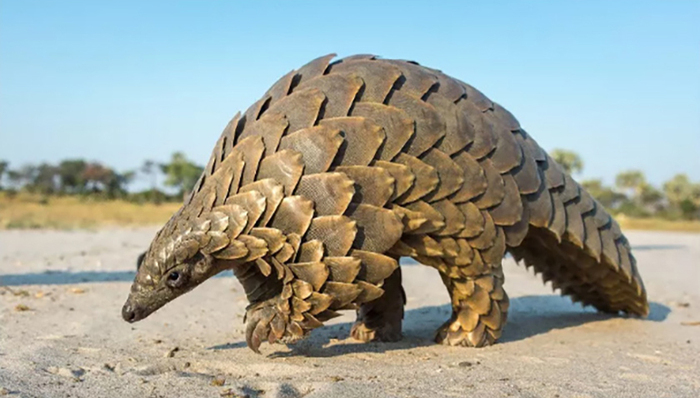 拒食濒危野生动物，锁紧潘多拉魔盒