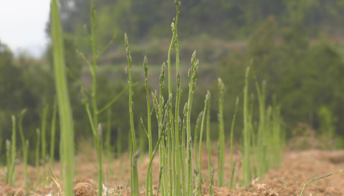 干部沉下去，小喇叭响起来，村民动起来——恩阳区3.3万余亩芦笋，春管正当时
