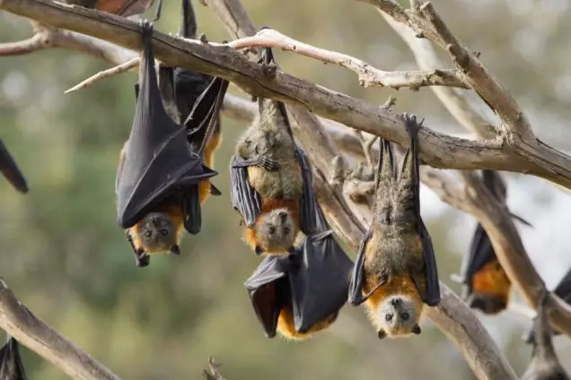 新型冠状病毒肺炎,疫情防控,野生动物保护,禁食野味