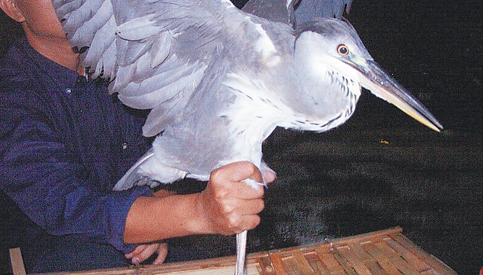 野味不美味，海南将出台相关法规落实全国野生动物保护法