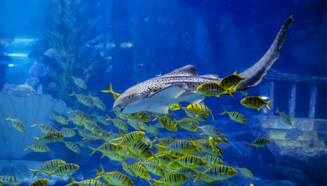 “疫”净花开，摘下口罩的那一天，我在青岛海底世界等你