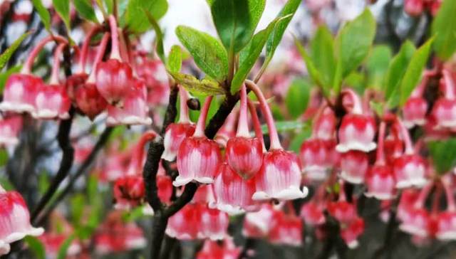 南宁大明山景区恢复开放 自驾去中国天然氧吧赏花、踏青