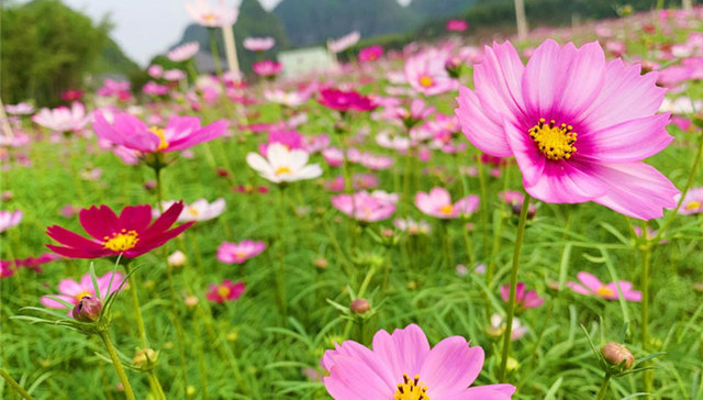 南宁这里格桑花开成海，美到惊艳