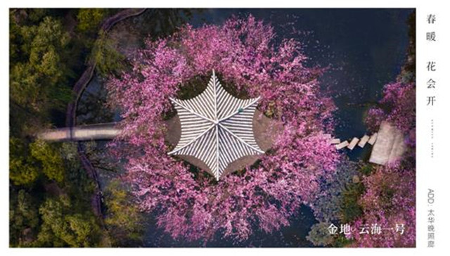 无人的圆通山，樱花都开好了