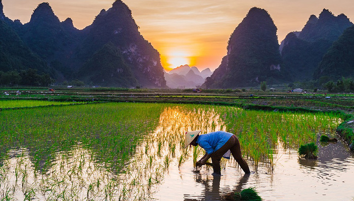 宁波黄古林蔺草—水稻轮作系统入选国家级文化遗产