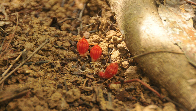海南尖峰岭发现新的特有植物种尖峰水玉杯