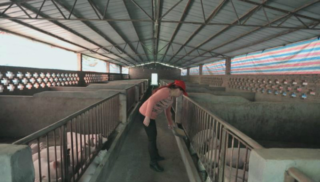 恩阳区：稳定生猪生产，保障市场供应