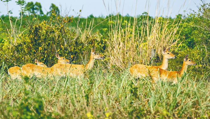 海南通过视频直播邦溪坡鹿栖息地，科普坡鹿栖息及繁衍情况