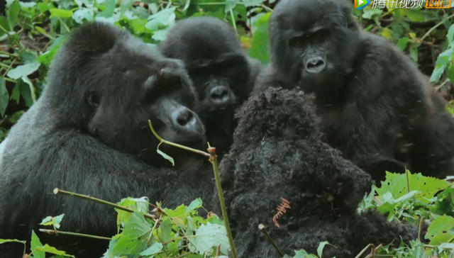 BBC,纪录片,野生动物