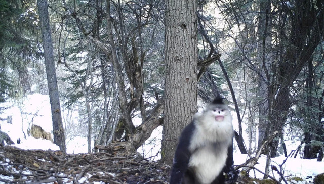 新型冠状病毒肺炎,疫情防控,野生动物保护法修订
