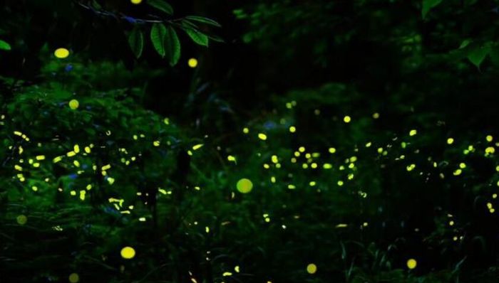 4月11日至4月18日，天台山景区将迎来首波萤火虫飞舞高峰期