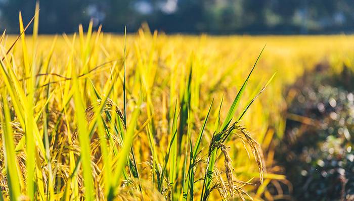 互联网助推三亚南繁水稻新品种展示，37万人线上看直播