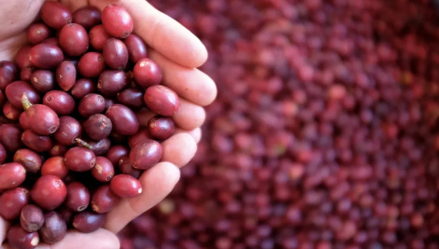 咖啡,云南,产业链