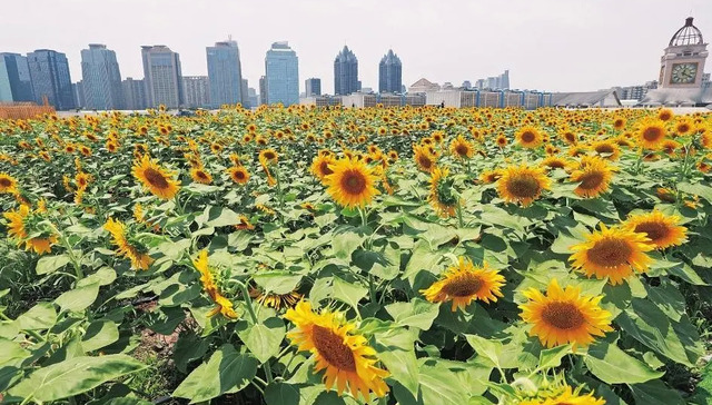 商业地产,购物中心,屋顶