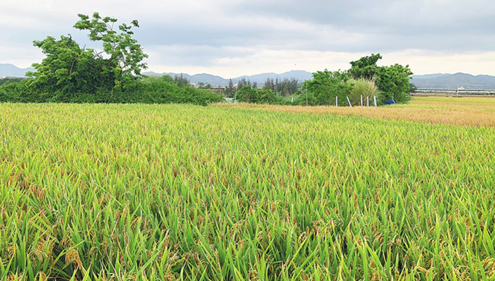 国家耐盐碱水稻技术创新中心总部落户三亚，试验稻背后有乾坤