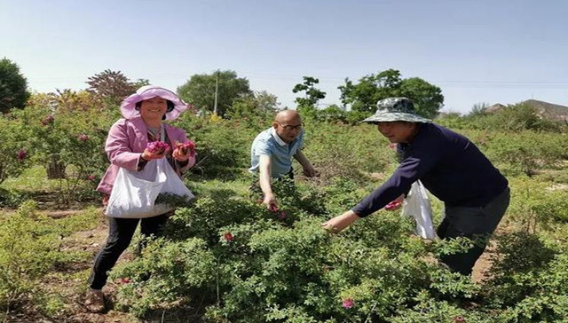 津甘精准扶贫，苦水玫瑰绽酒香